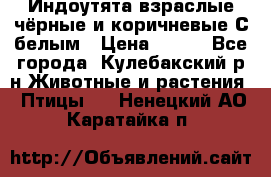 Индоутята взраслые чёрные и коричневые С белым › Цена ­ 450 - Все города, Кулебакский р-н Животные и растения » Птицы   . Ненецкий АО,Каратайка п.